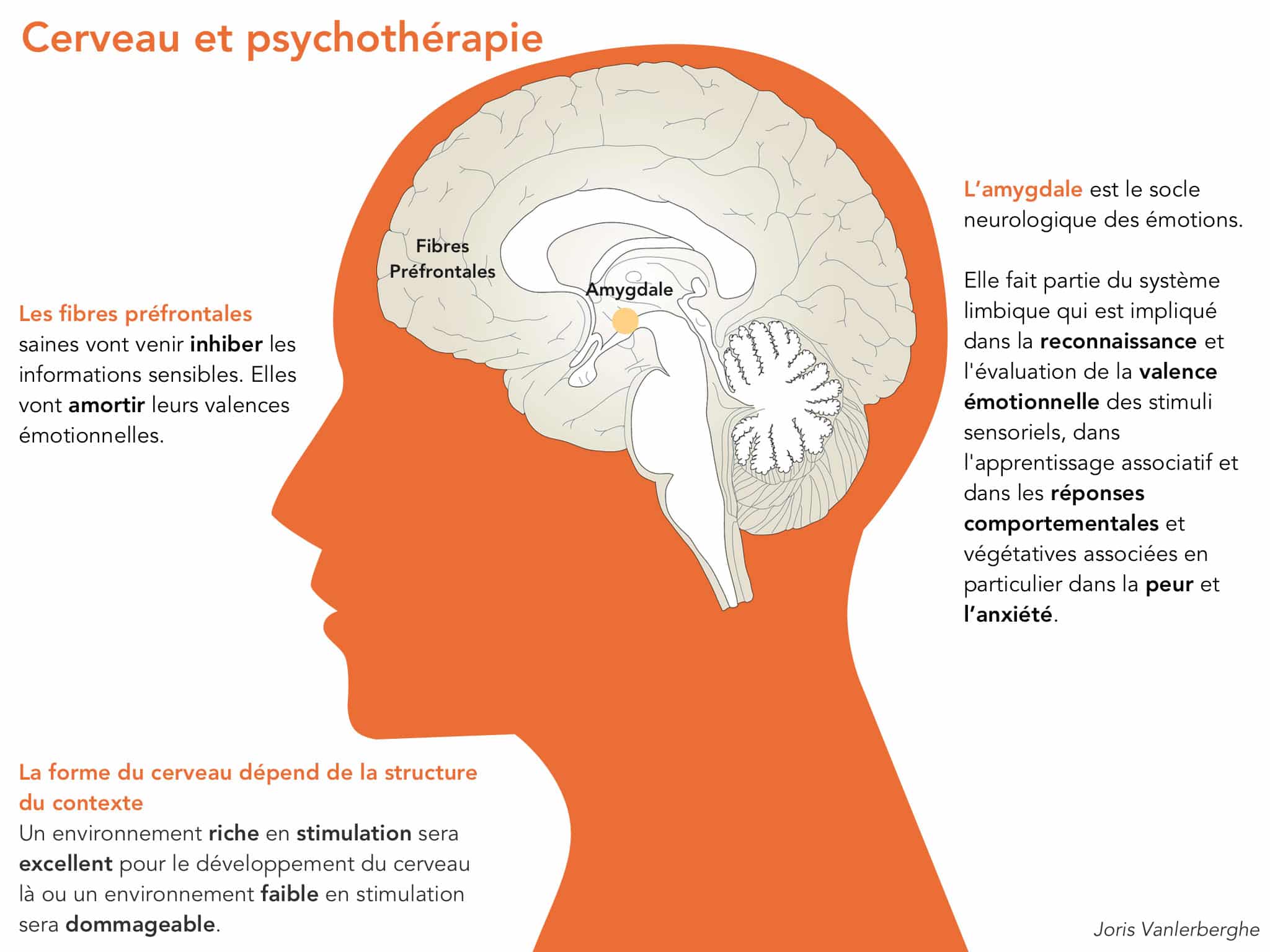 cerveau-et-psychotherapie